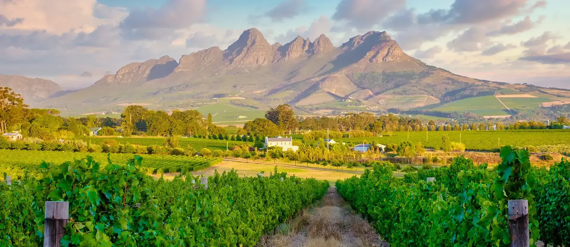Domaines vinicoles du Cap