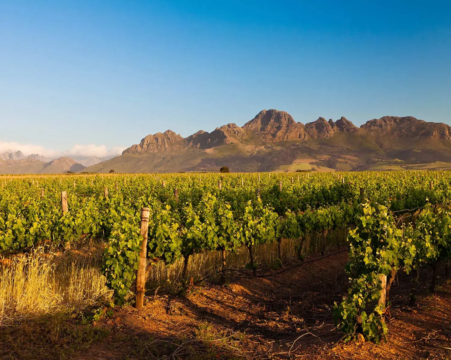 Stellenbosch vignoble